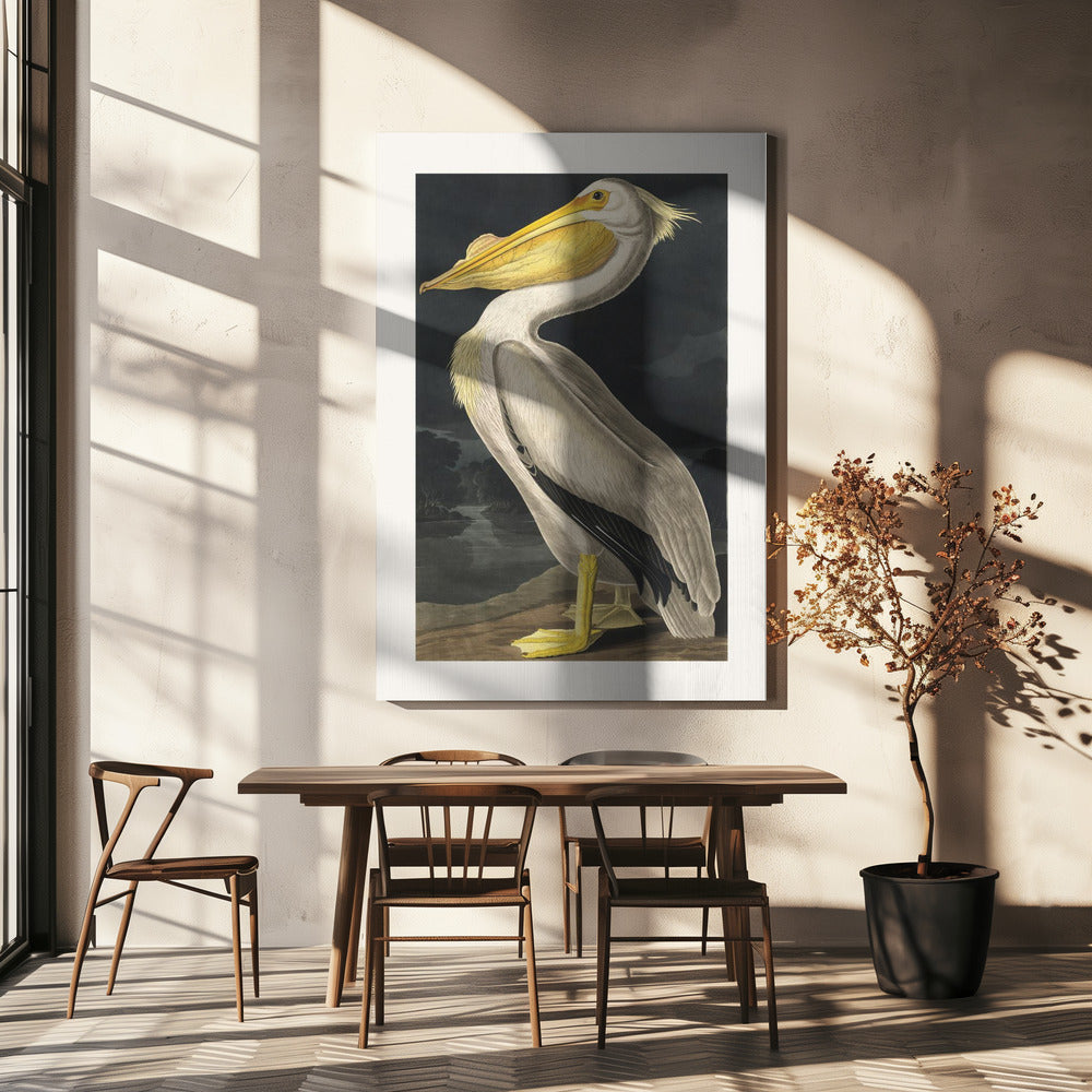 Amerikanischer Weißer Pelikan aus Birds of America (1827) | Leinwand