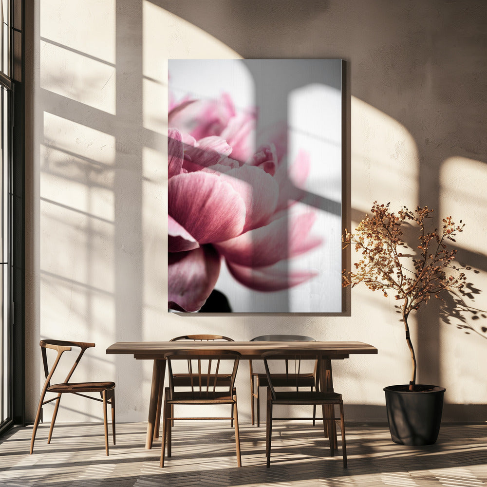 Peony 1 | Canvas