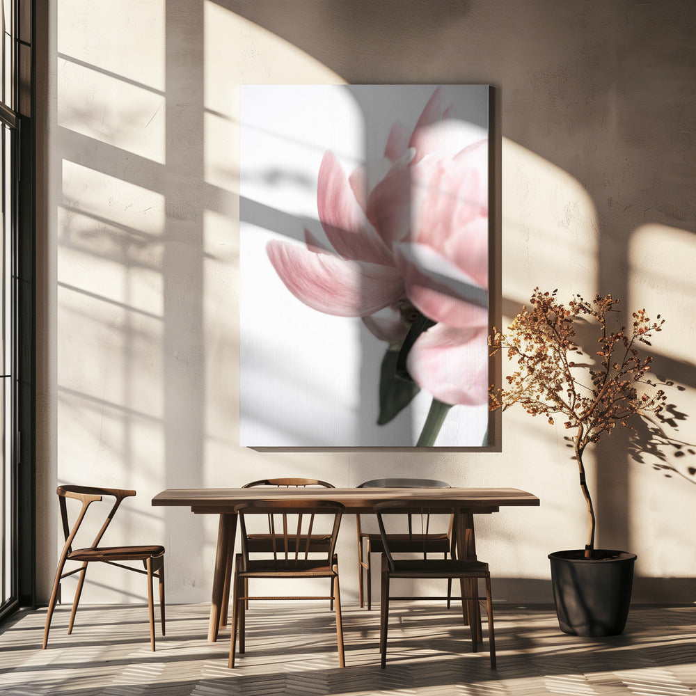 Peony 2 | Canvas