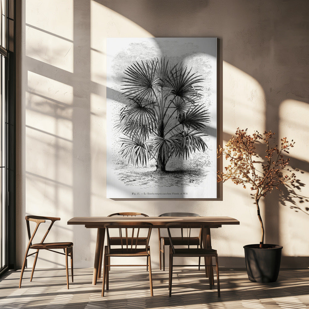 Vintage Palm Tree Drawing Xi | Canvas