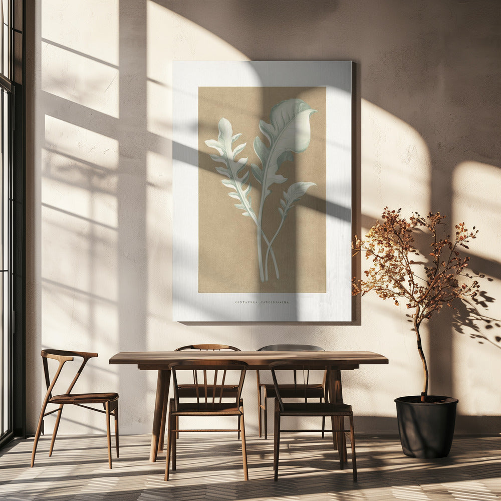 Centaurea Candidissima Leaf Illustration | Canvas