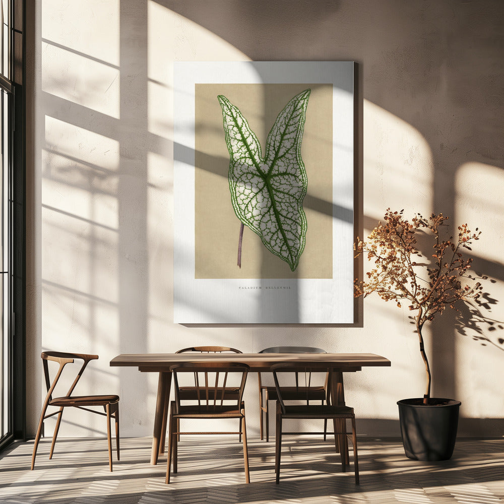 Green Caladium Belleymii Leaf Illustration | Canvas