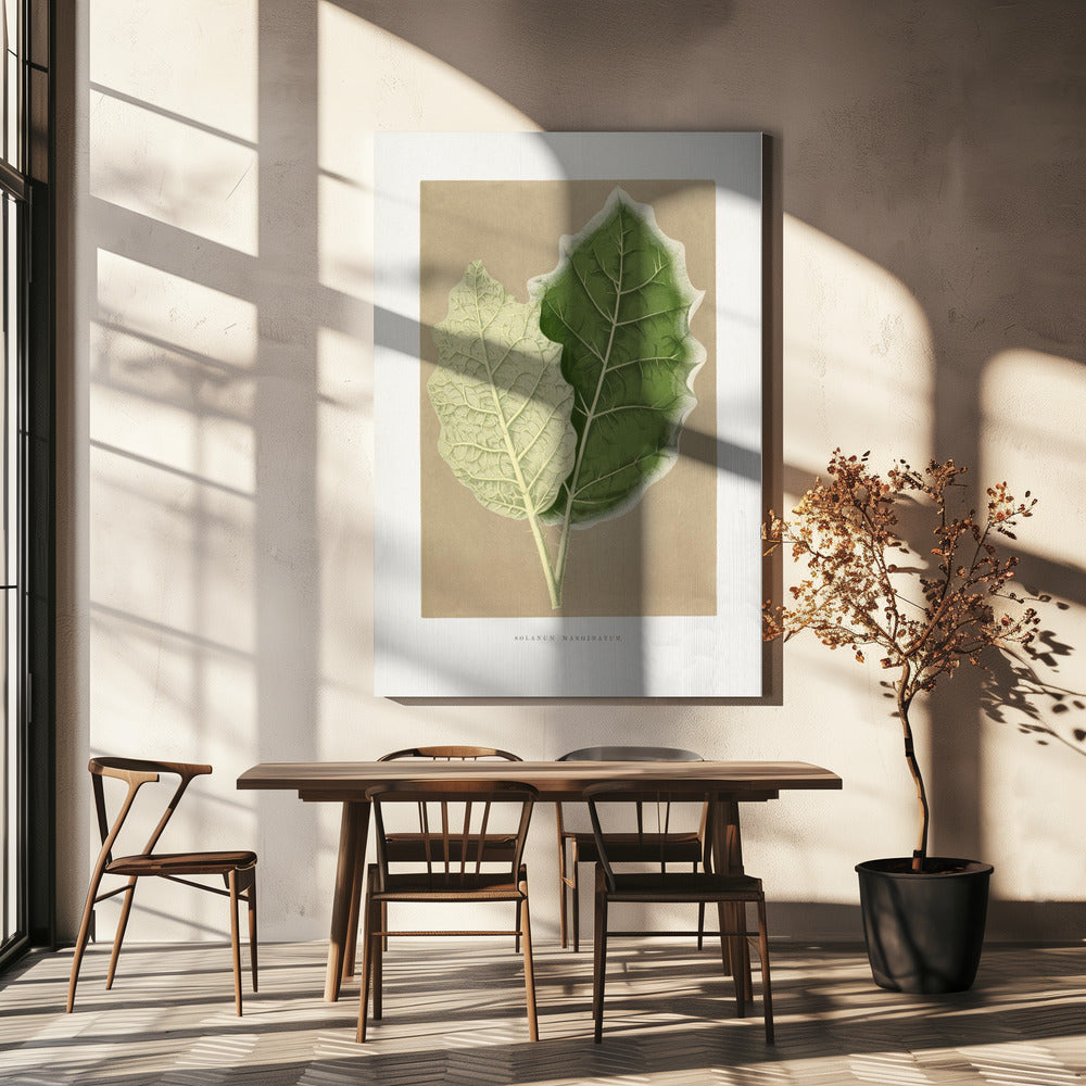 Green Solanum Marginatum Leaf Illustration | Canvas