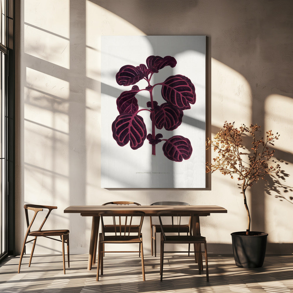 Pink Achyranthes Verschaffeltii Leaf Illustratio | Canvas