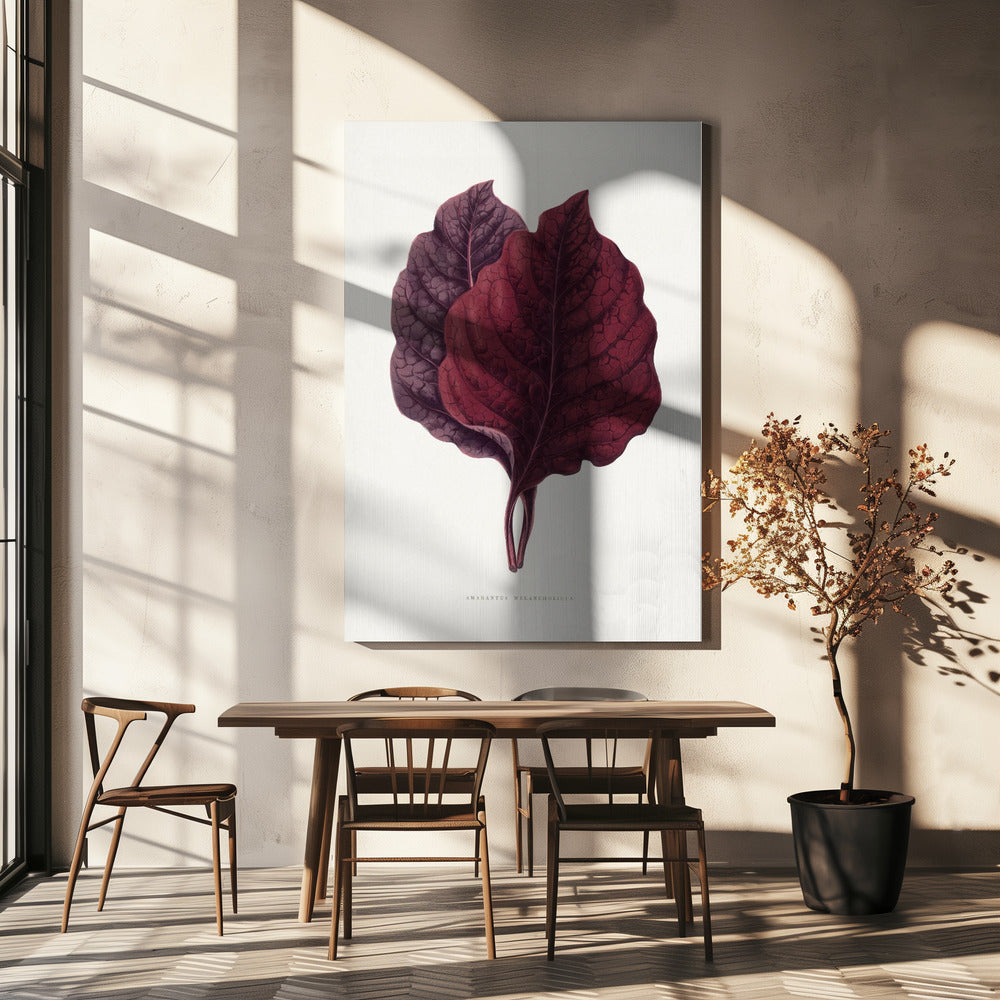 Pink Amarantus Leaf Illustration | Canvas