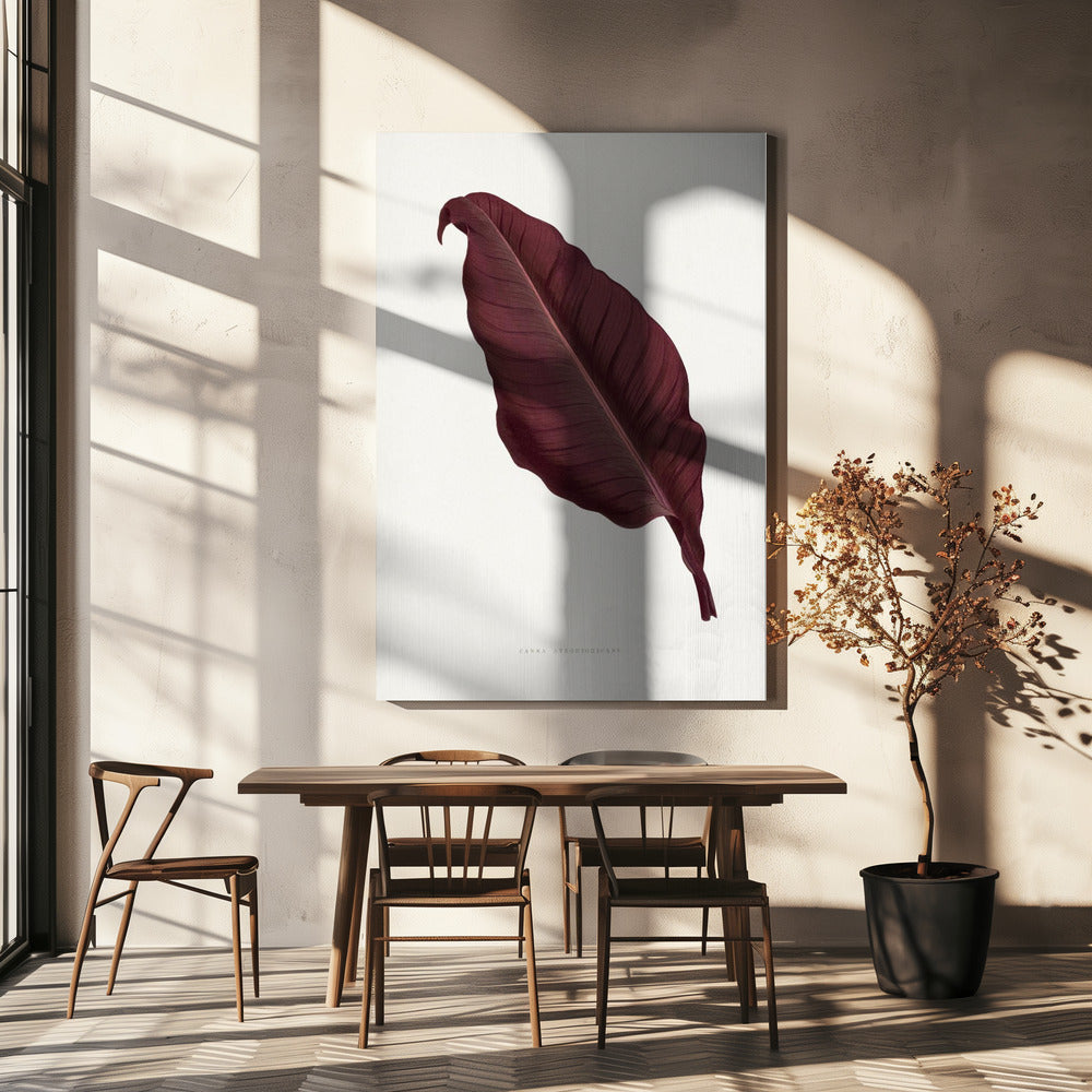Pink Canna Atronigricans Leaf Illustration | Canvas