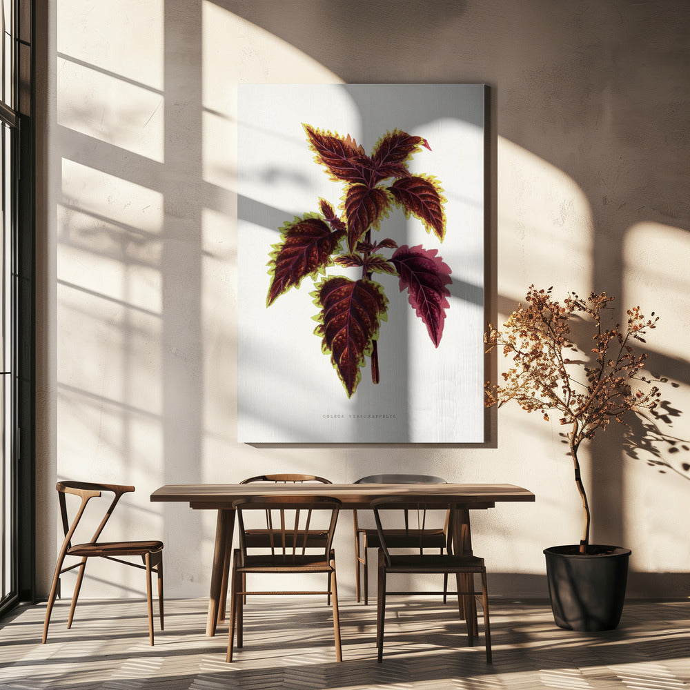 Pink Coleus Leaf Illustration | Canvas