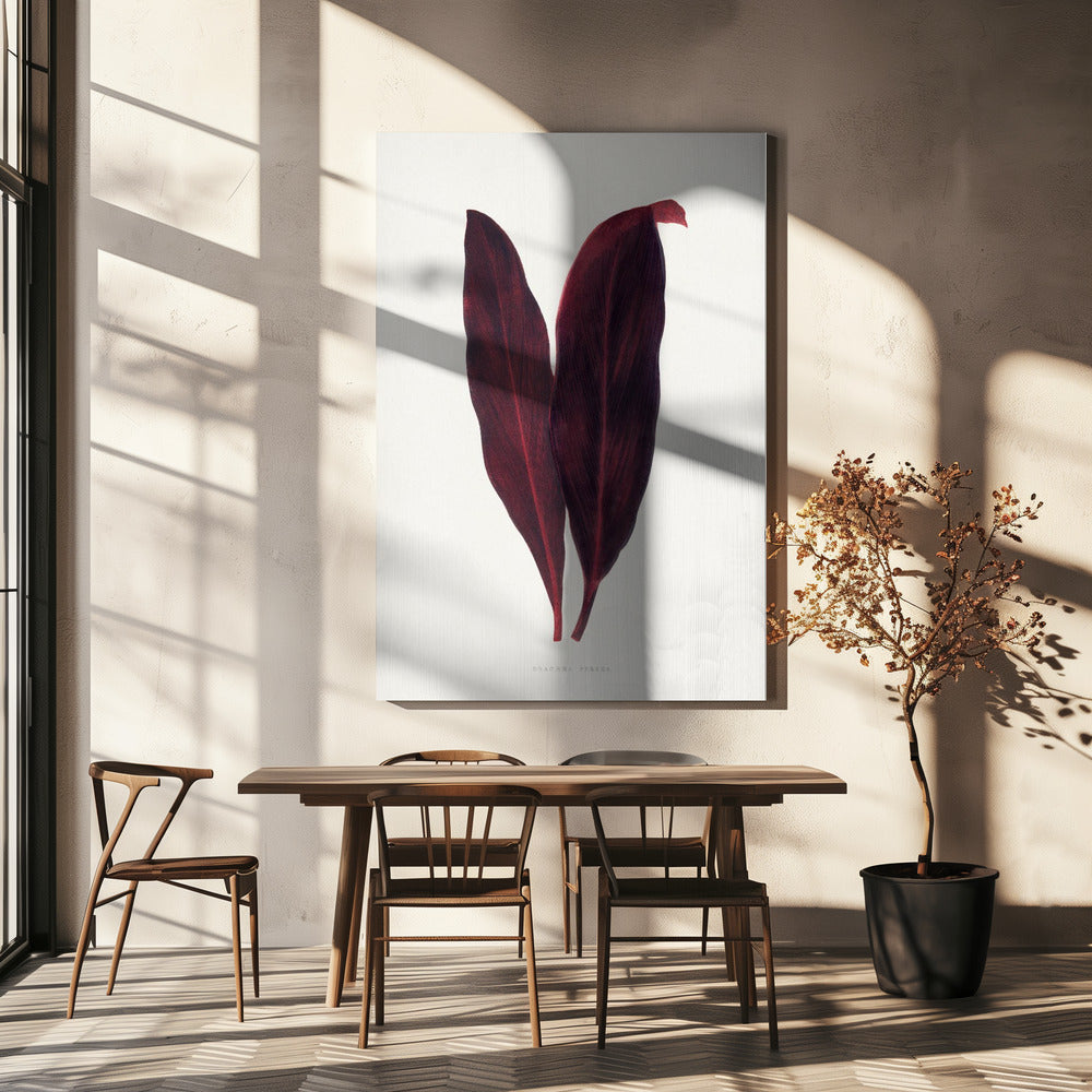 Pink Dracaena Ferrea Leaf Illustration | Canvas