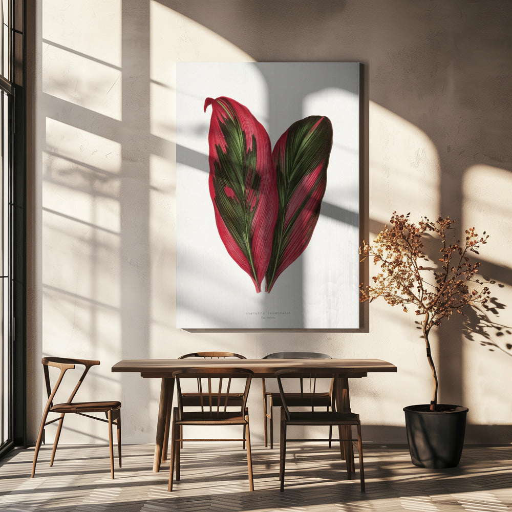 Pink Dracaena Terminalis Leaf Illustration | Canvas