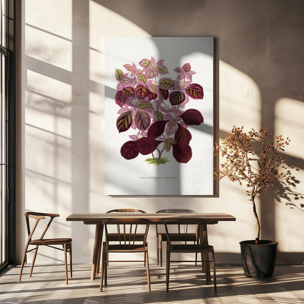 Pink Teleianthera Ficoidea Leaf Illustration | Canvas
