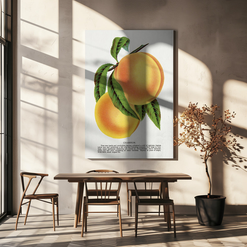 Champion Plum Lithographie | Leinwand
