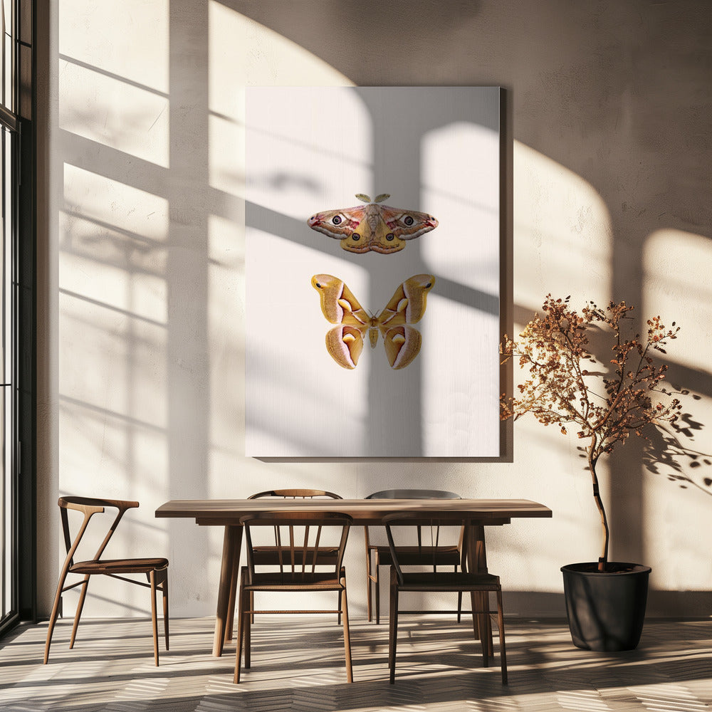 Moths | Canvas