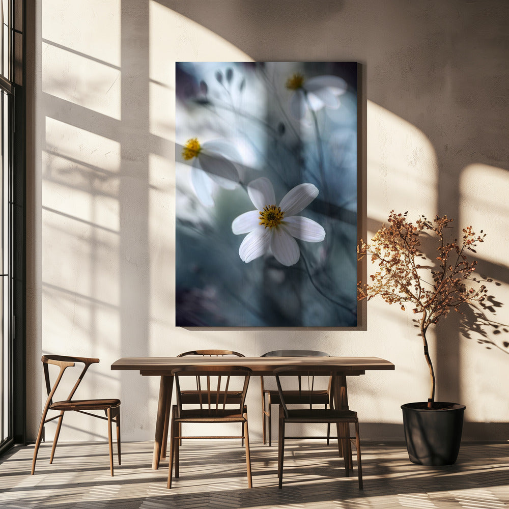 Cosmos | Canvas