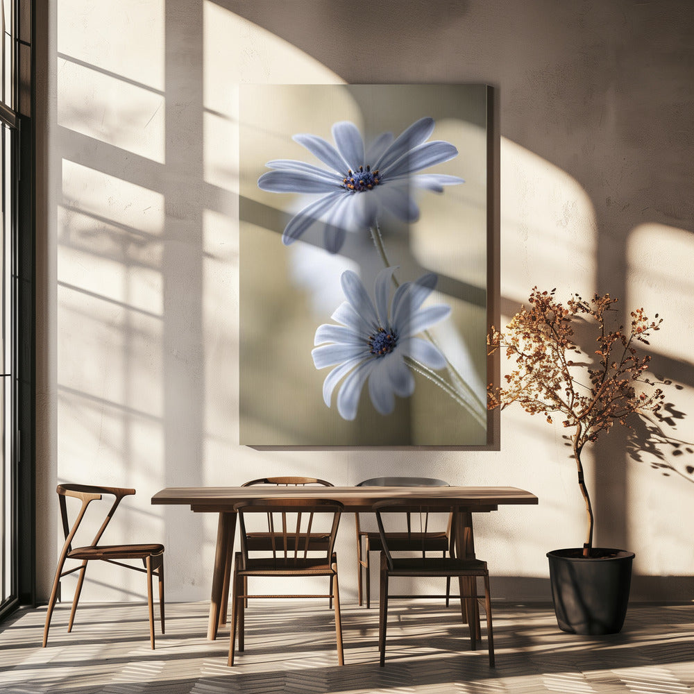 Cape daisies | Canvas