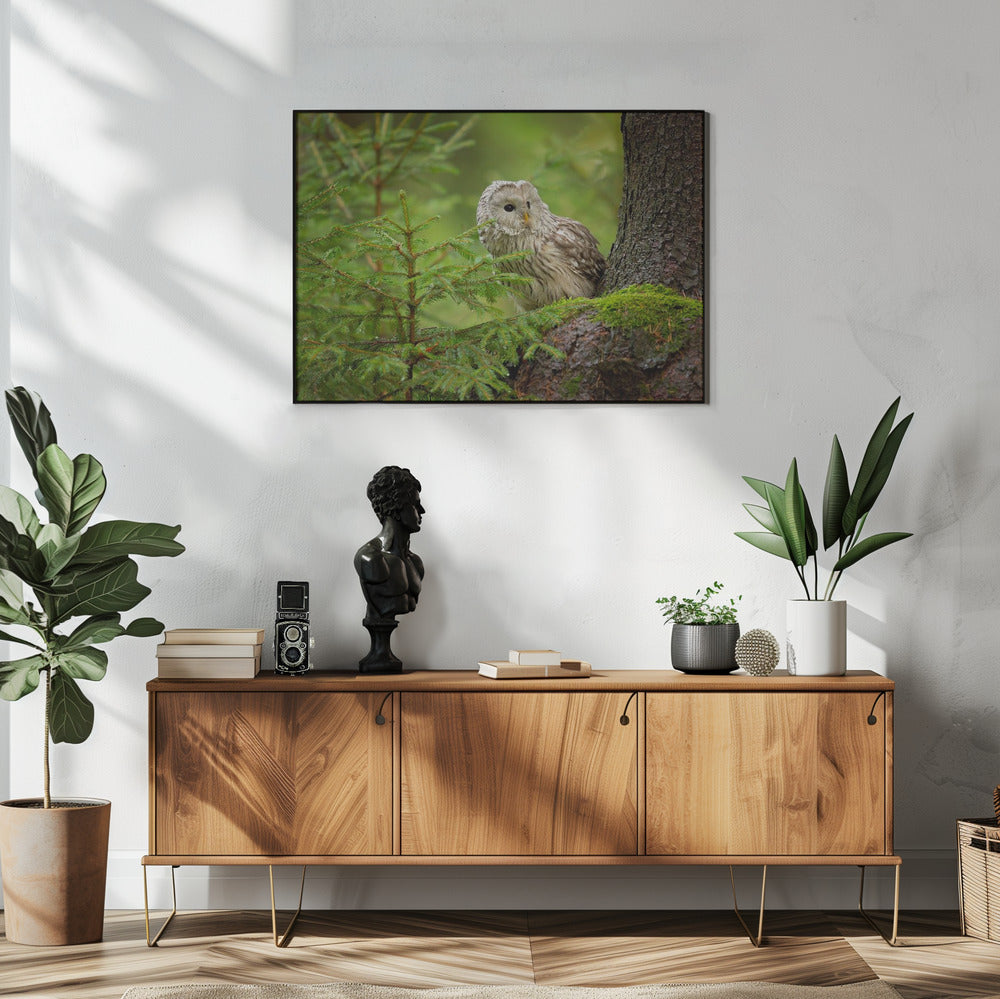 Habichtskauz | Poster