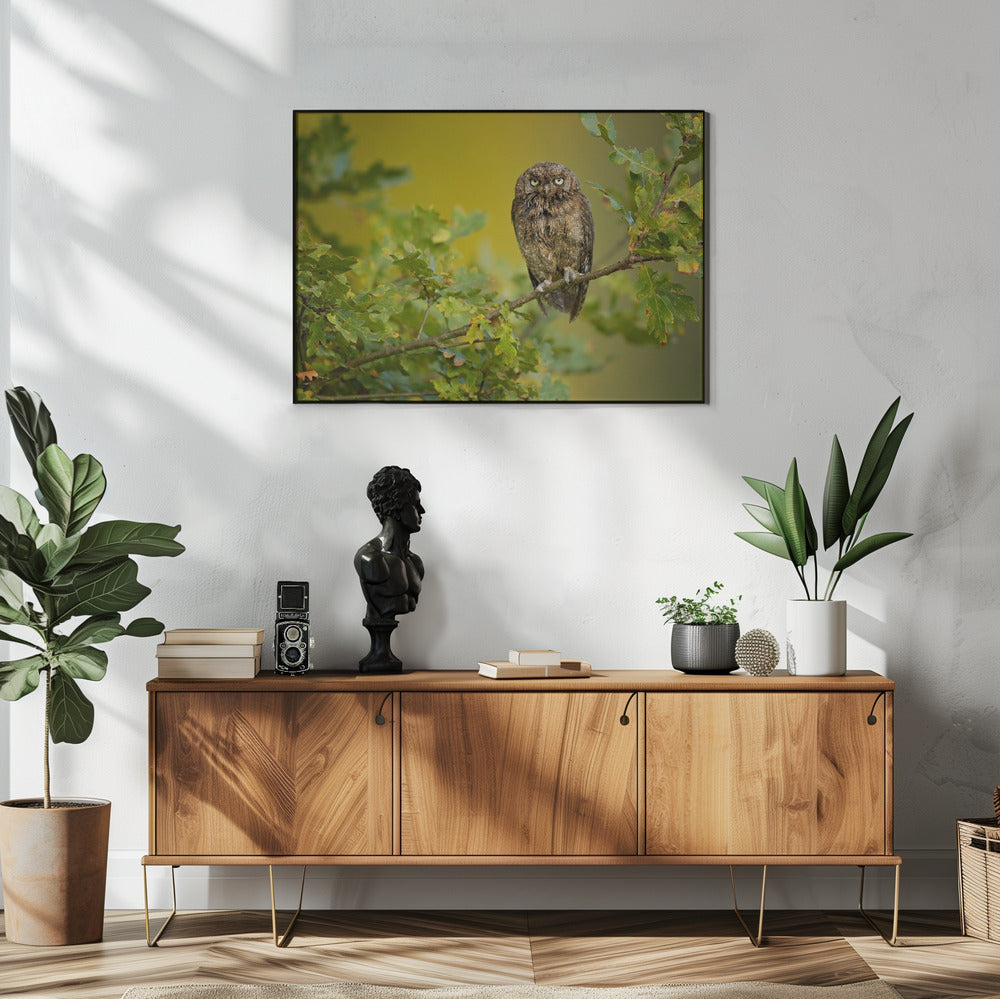 Eurasian Scops Owl | Poster