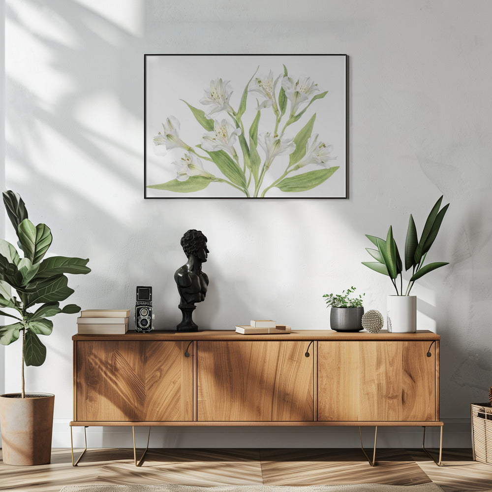 Alstroemeria | Poster