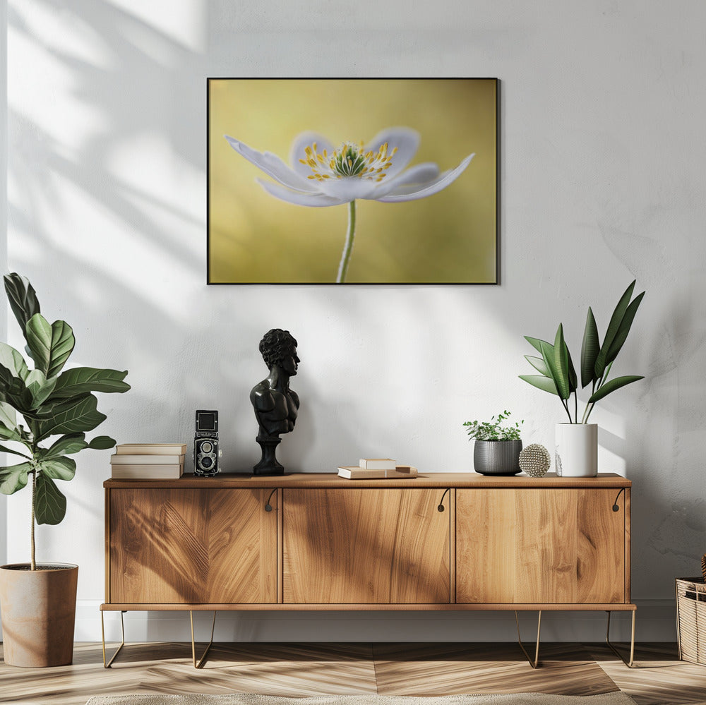 Buschwindröschen | Poster