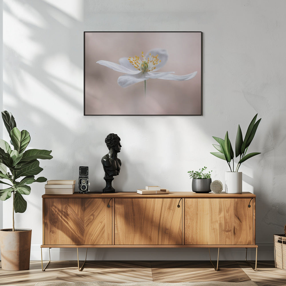 Anemone Nemorosa | Poster