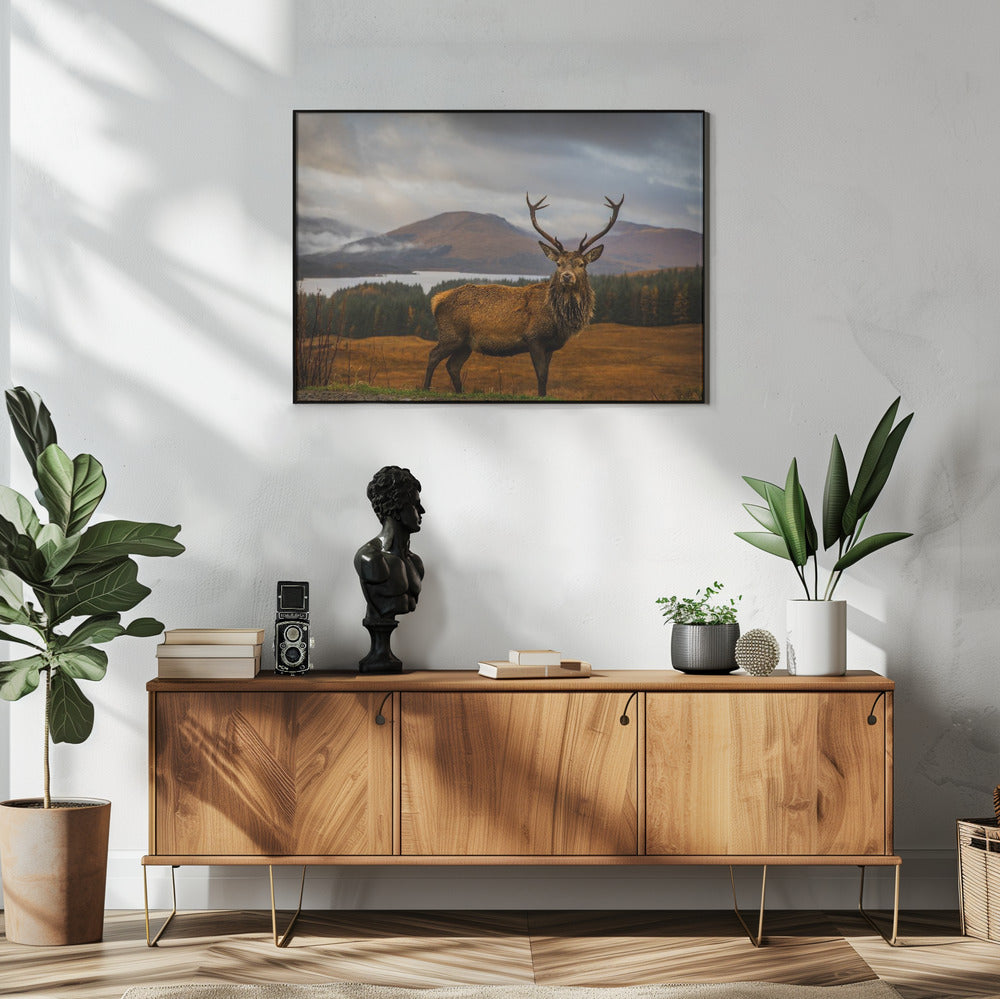 Schottischer Hirsch | Poster
