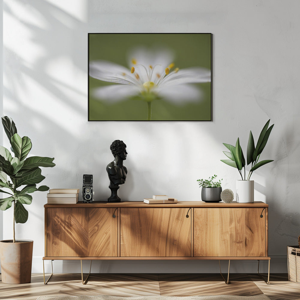 Softly Stitchwort | Poster