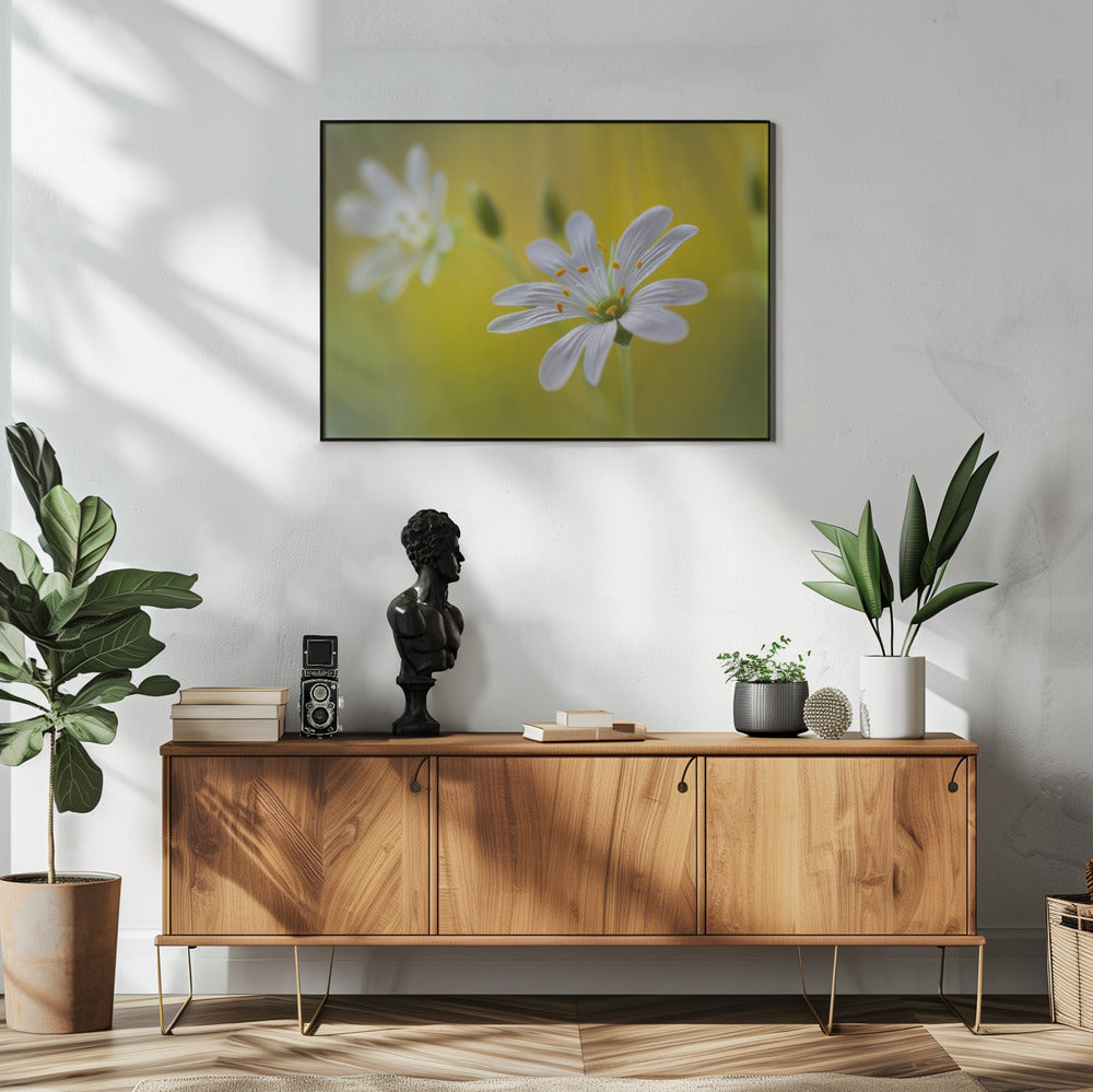 Stitchwort | Poster
