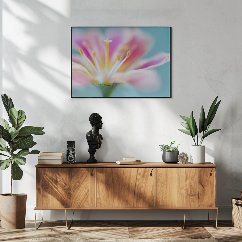 Lewisia | Poster
