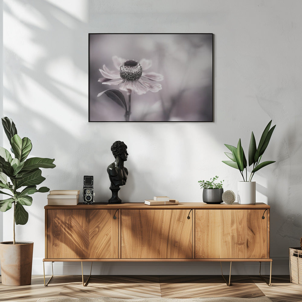 Helenium | Poster