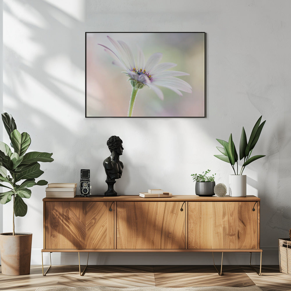 Cape Daisy | Poster