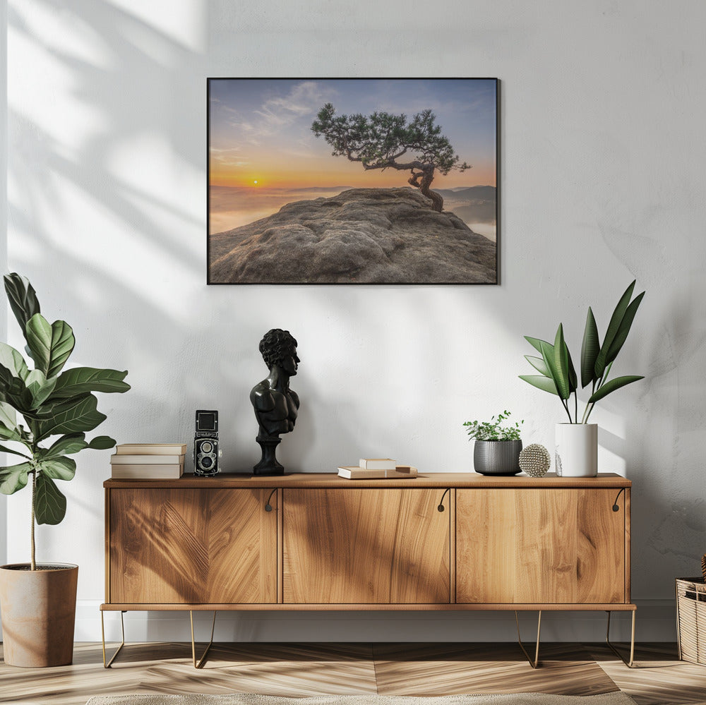 Alte Kiefer | Poster