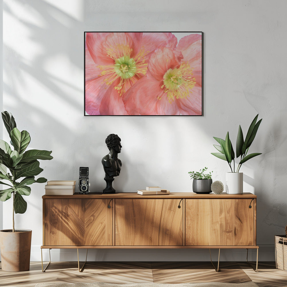 Papaver | Poster