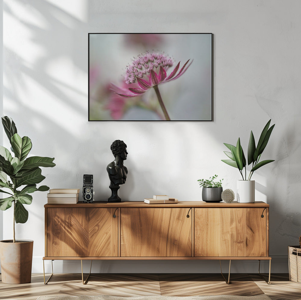 Astrantia | Poster