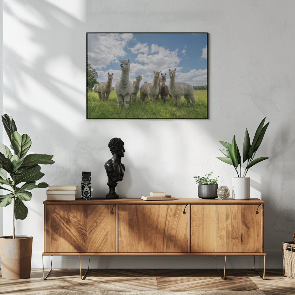 Send in the Alpaca's! | Poster
