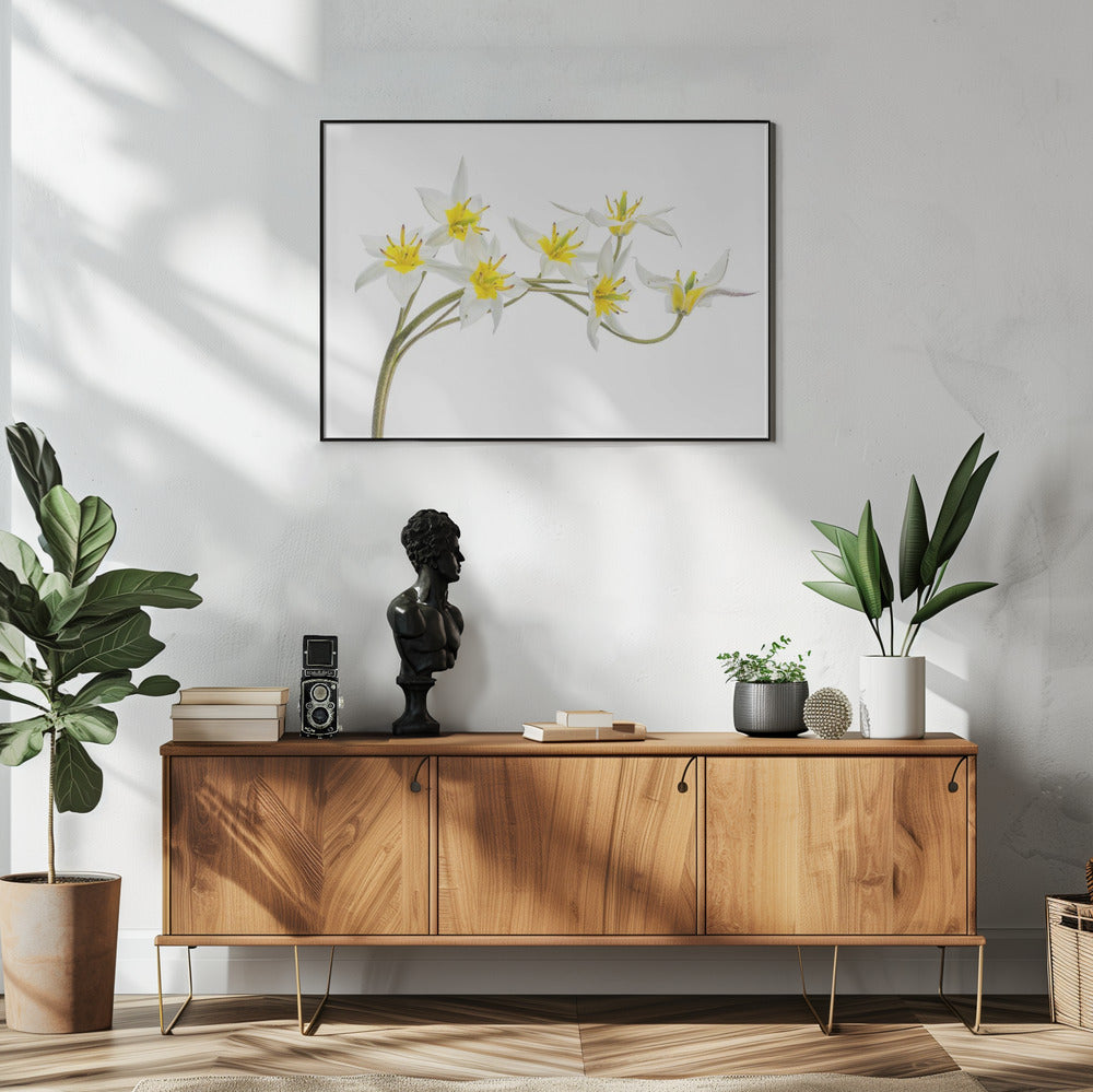 Tulipa Tarda | Poster
