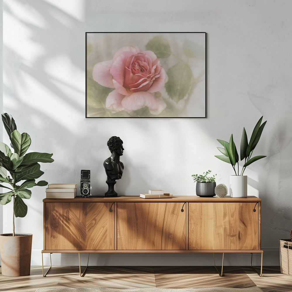 smooth rose | Poster