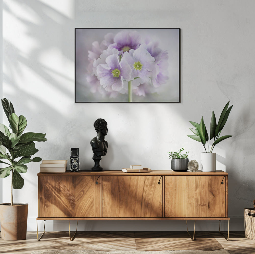 Primula | Poster