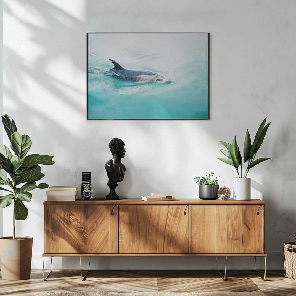 Delfin NZ Northern | Poster