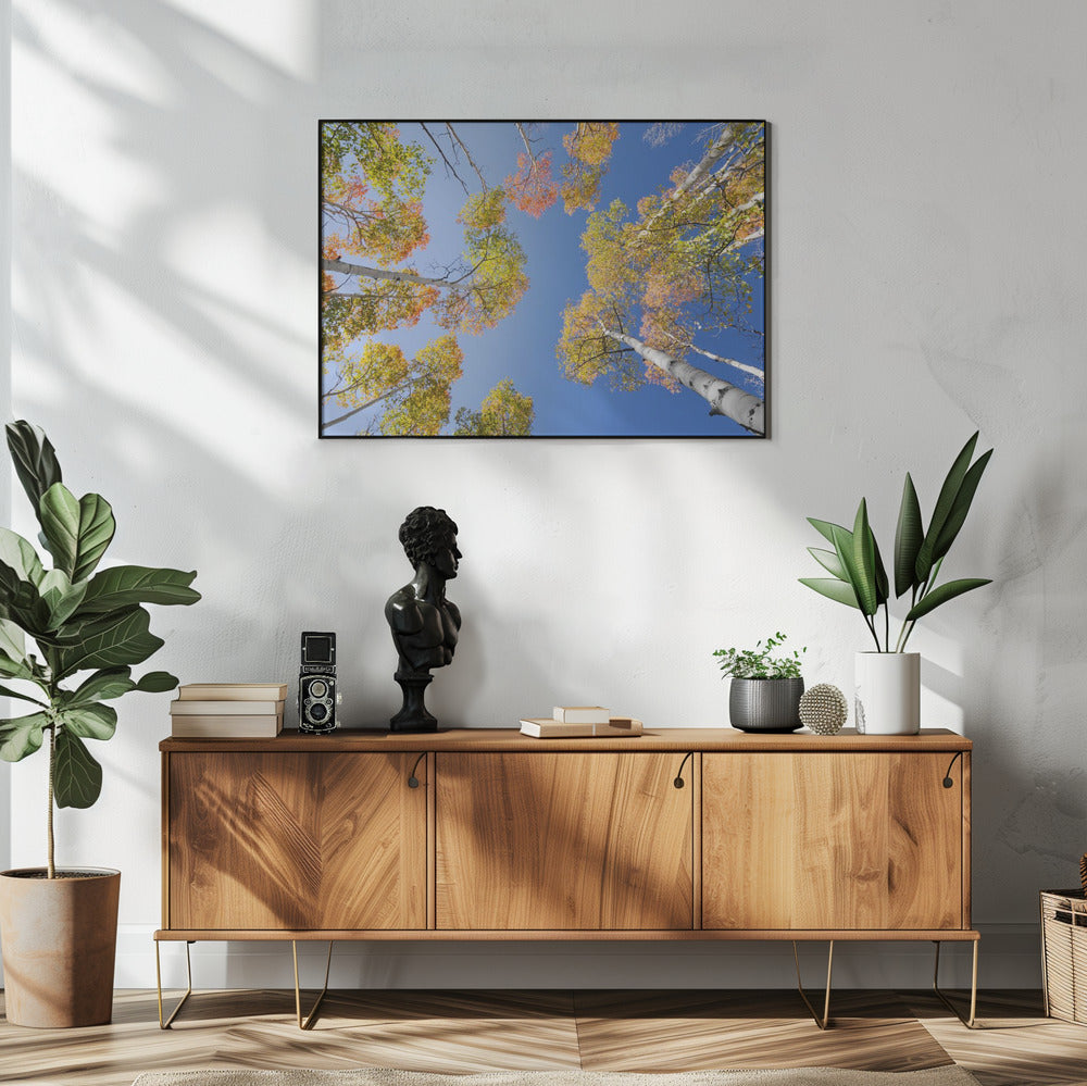 Autumn Birchs | Poster