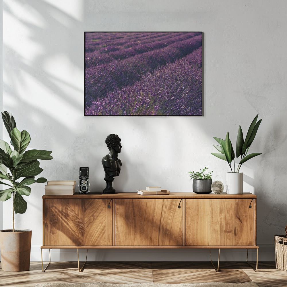 Lavendel aus der Provence | Poster