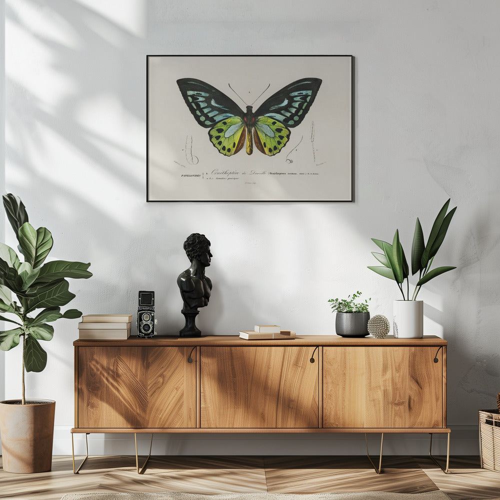 Grüner Vogelflügel-Schmetterling | Poster