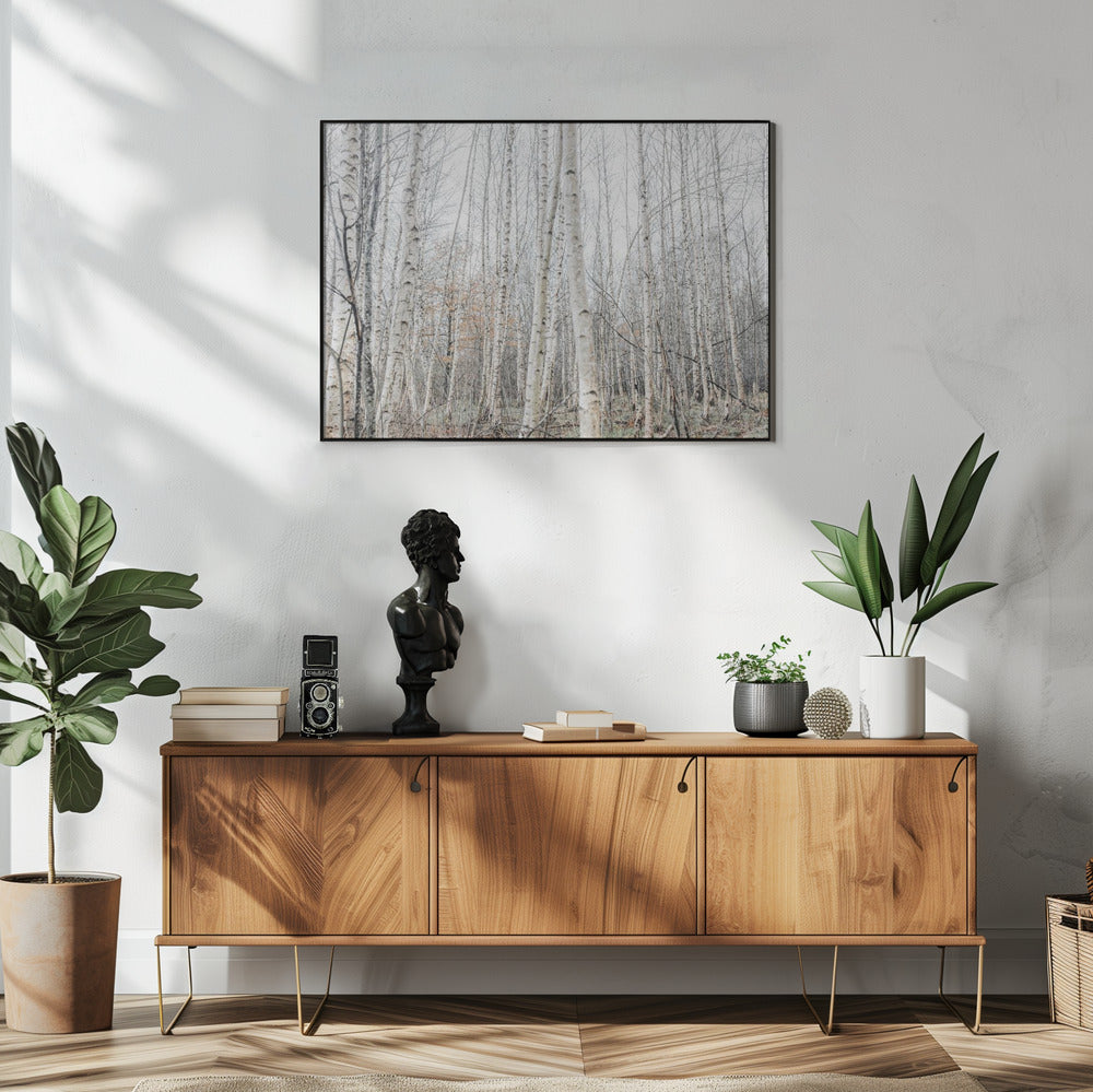 Birch Trees 9 | Poster