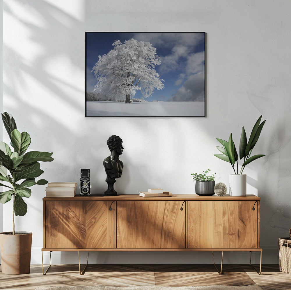 White Windbuche in Black Forest | Poster