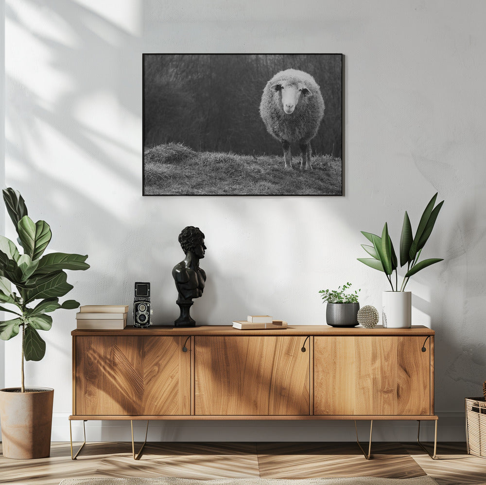 Wunderndes Schaf | Poster