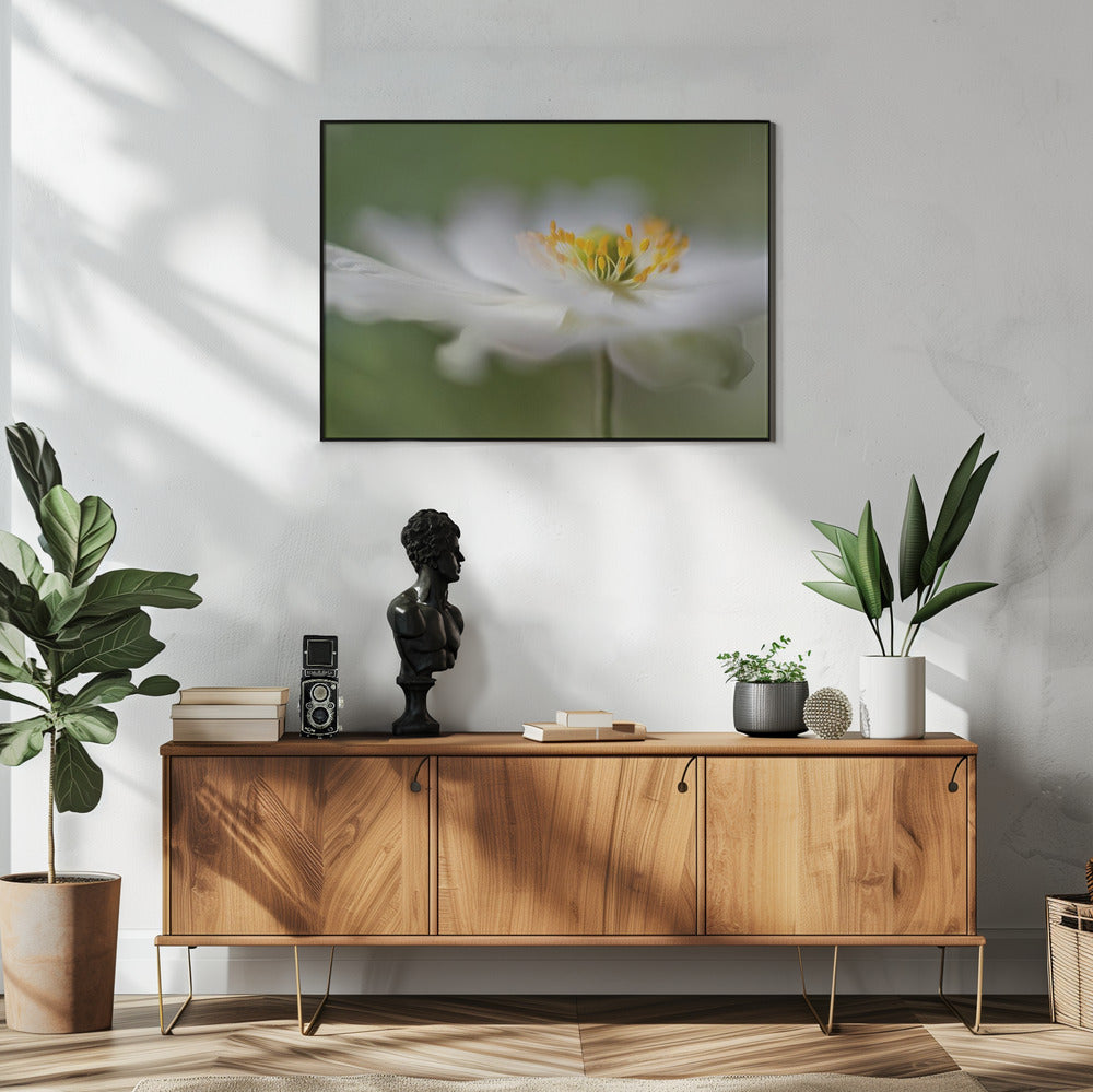 Weiße Anemone | Poster