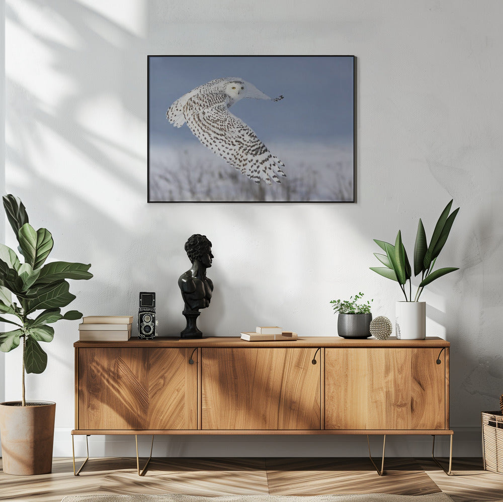 Schneeeule | Poster