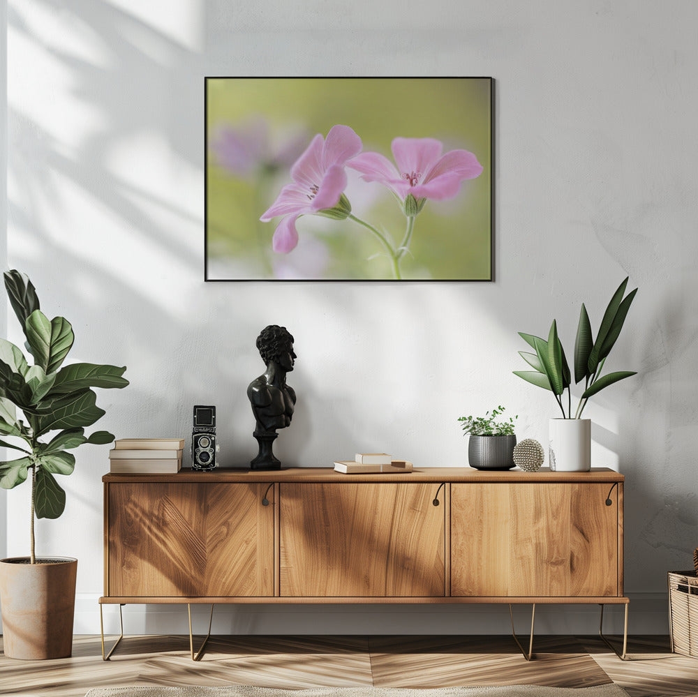 Rosa Melodie | Poster