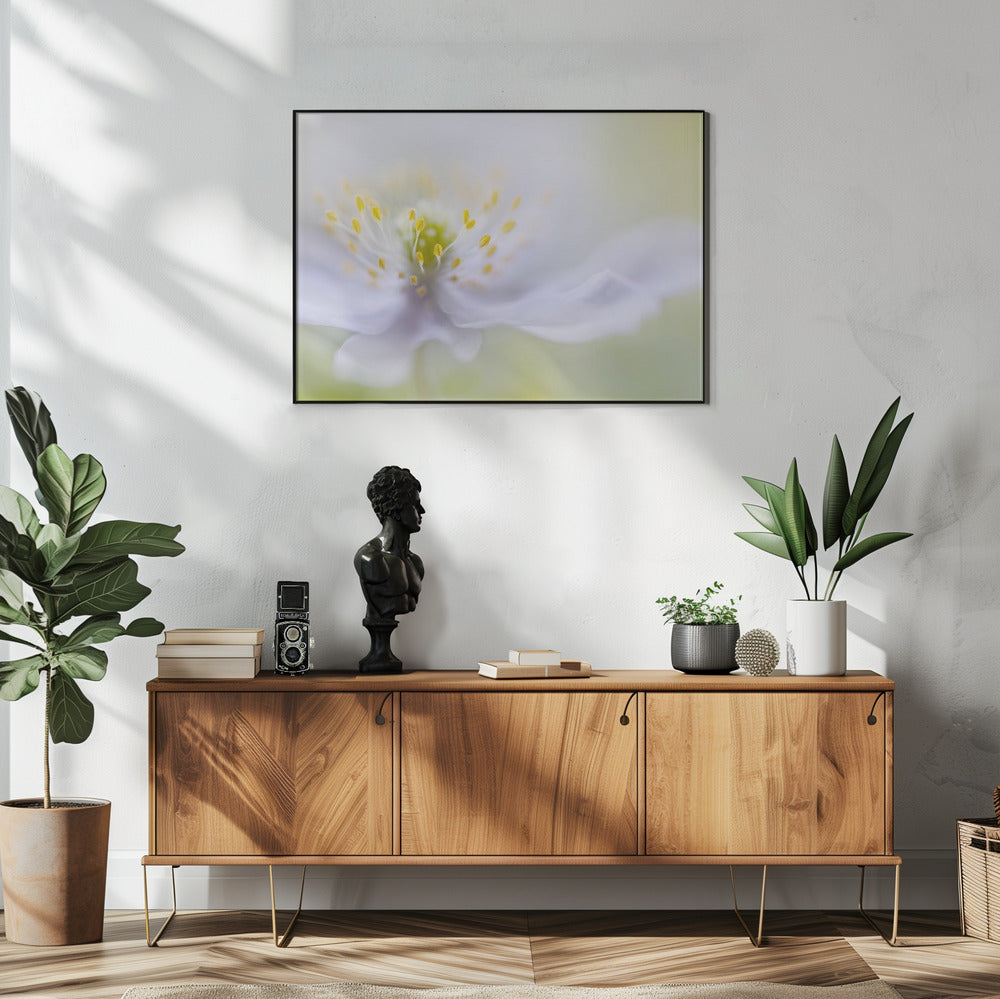 Anemonenschönheit | Poster