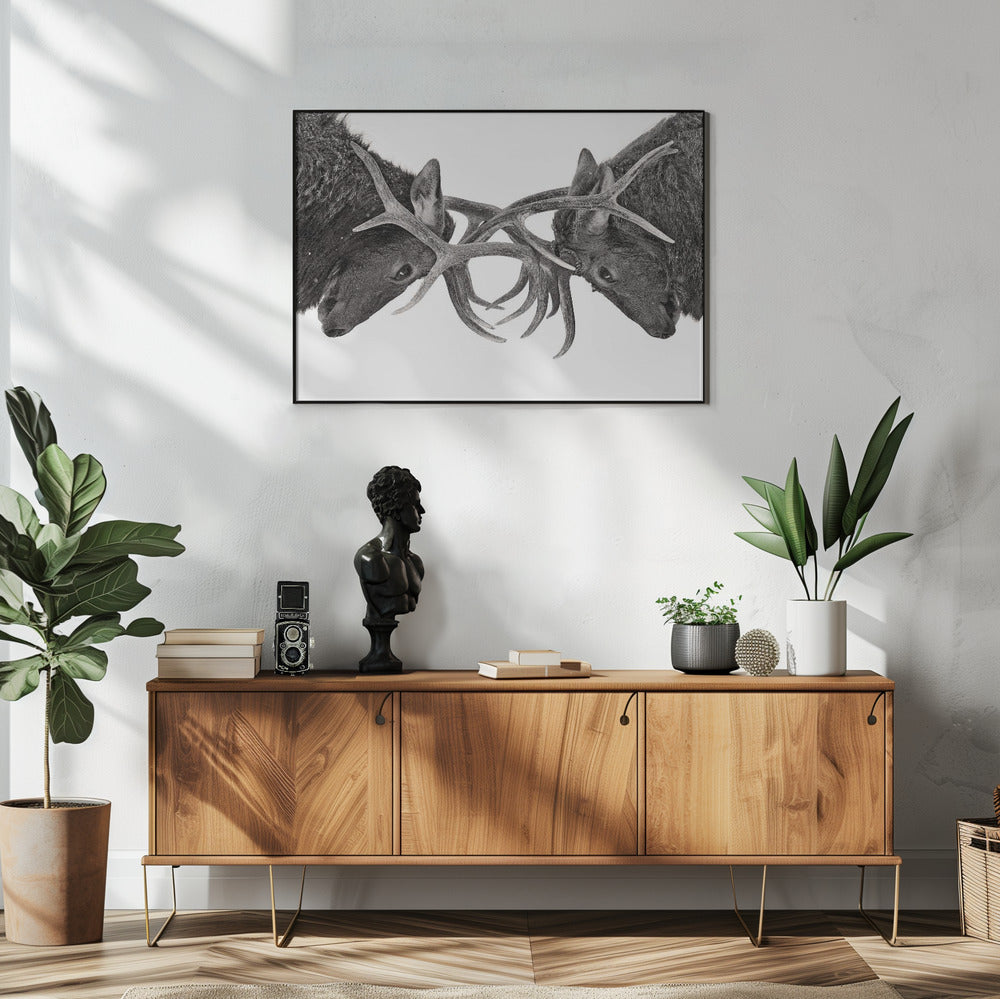 Auge in Auge - Elchkampf | Poster