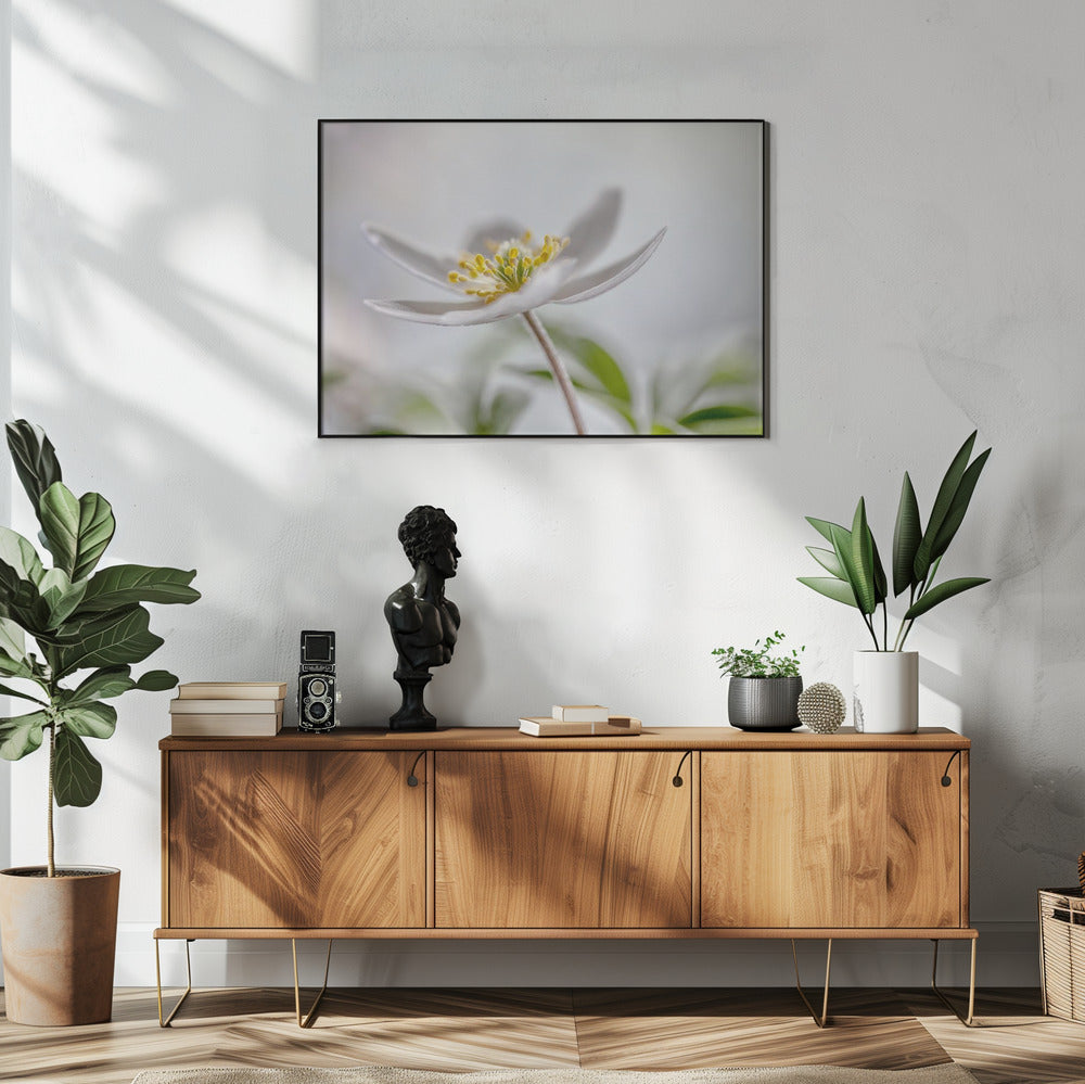 Wood Anemone | Poster