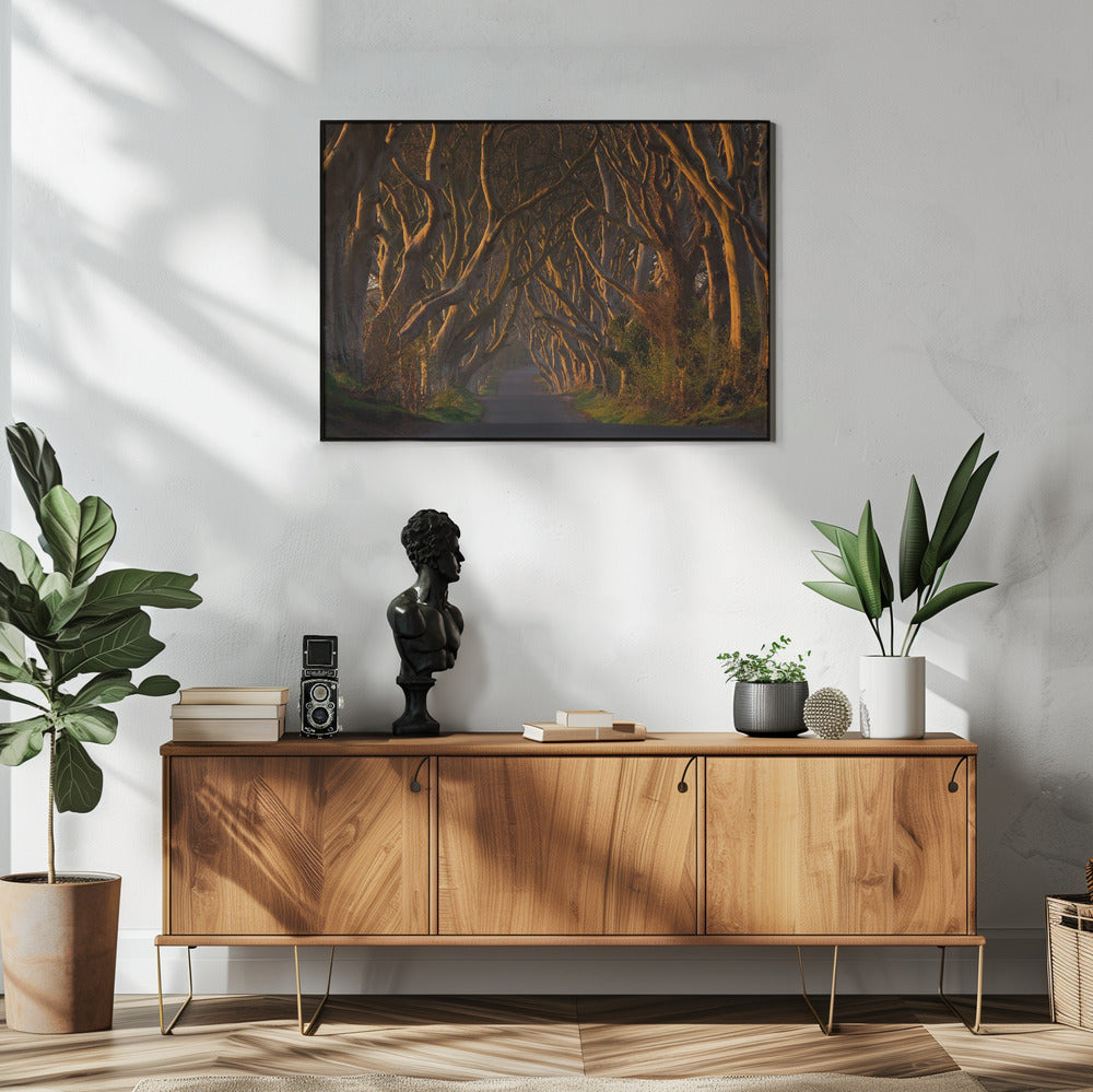 The Dark Hedges in the Morning Sunshine | Poster